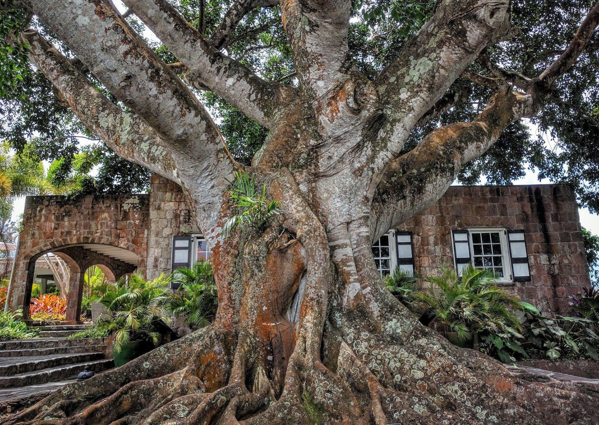 蒙彼利埃种植园和海滩度假村 Charlestown 外观 照片